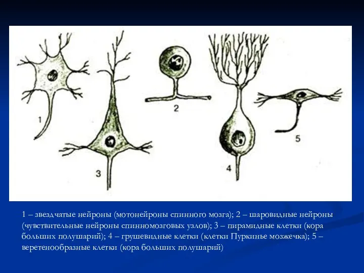 1 – звездчатые нейроны (мотонейроны спинного мозга); 2 – шаровидные