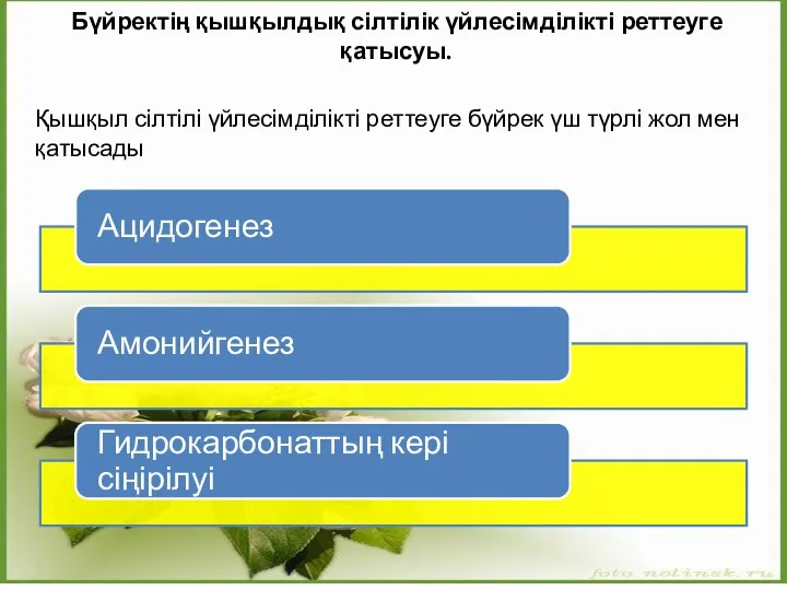 Бүйректің қышқылдық сілтілік үйлесімділікті реттеуге қатысуы. Қышқыл сілтілі үйлесімділікті реттеуге бүйрек үш түрлі жол мен қатысады