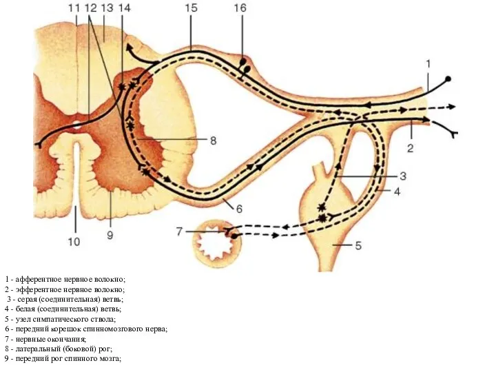 1 - афферентное нервное волокно; 2 - эфферентное нервное волокно; 3 - серая