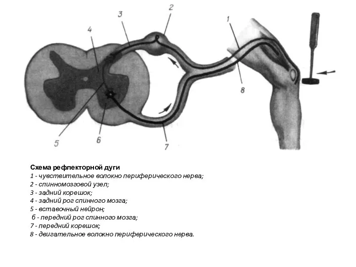 Схема рефлекторной дуги 1 - чувствительное волокно периферического нерва; 2 - спинномозговой узел;
