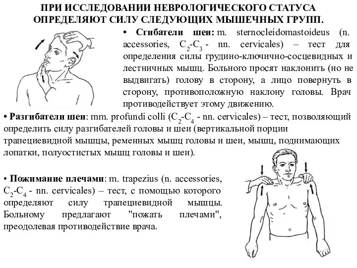 ПРИ ИССЛЕДОВАНИИ НЕВРОЛОГИЧЕСКОГО СТАТУСА ОПРЕДЕЛЯЮТ СИЛУ СЛЕДУЮЩИХ МЫШЕЧНЫХ ГРУПП. • Сгибатели шеи: m.