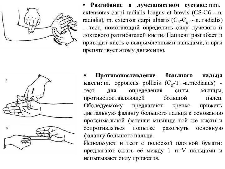 • Разгибание в лучезапястном суставе: mm. extensores carpi radialis longus et brevis (CS-C6