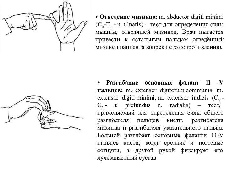 • Отведение мизинца: m. abductor digiti minimi (С8-Т1 - n. ulnaris) – тест