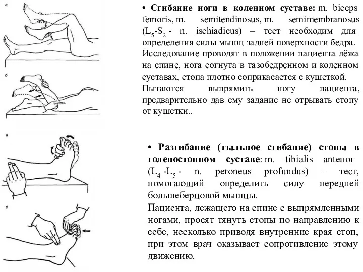 • Сгибание ноги в коленном суставе: m. biceps femoris, m. semitendinosus, m. semimembranosus