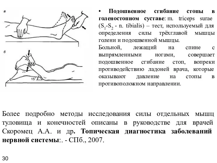 • Подошвенное сгибание стопы в голеностопном суставе: m. triceps surae (S1-S2 - n.