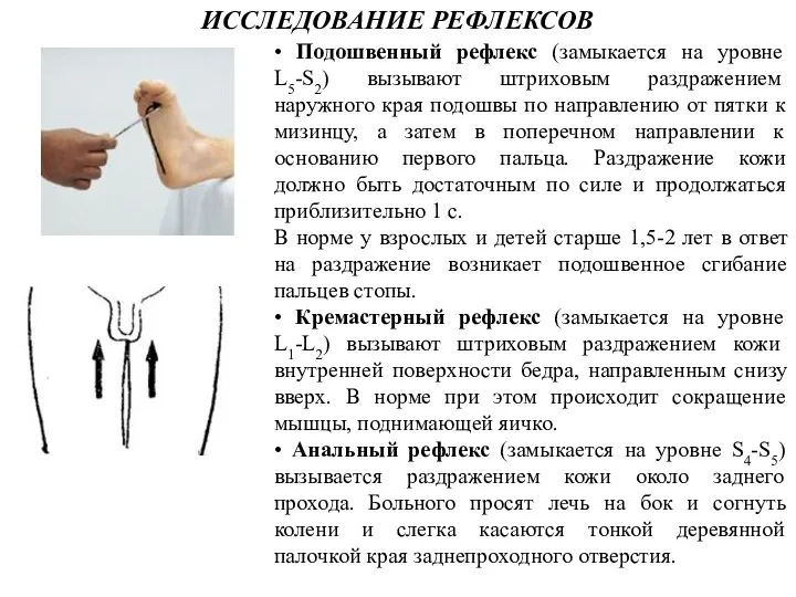 ИССЛЕДОВАНИЕ РЕФЛЕКСОВ • Подошвенный рефлекс (замыкается на уровне L5-S2) вызывают штриховым раздражением наружного