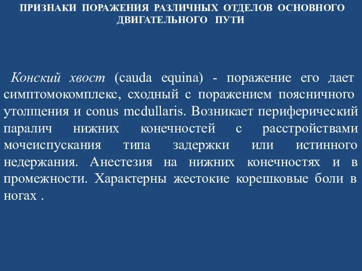 Конский хвост (cauda equina) - поражение его дает симптомокомплекс, сходный с поражением поясничного