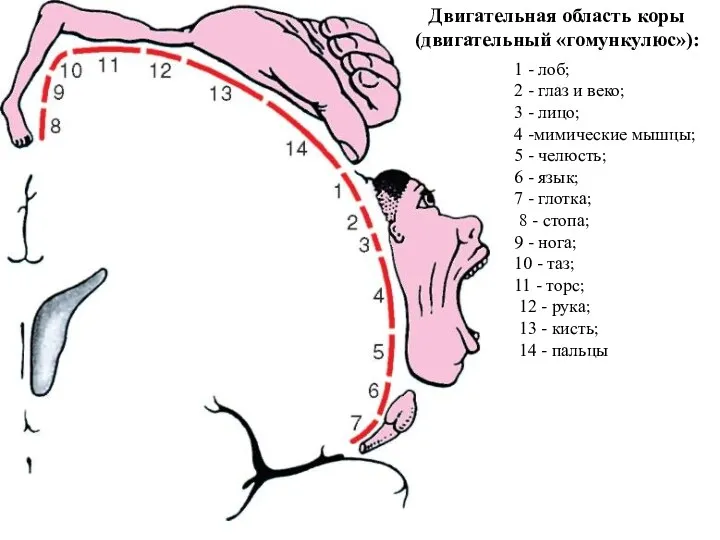 1 - лоб; 2 - глаз и веко; 3 - лицо; 4 -мимические