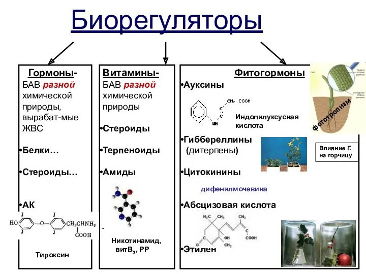 Биорегуляторы Гормоны- БАВ разной химической природы, вырабат-мые ЖВС Белки… Стероиды…