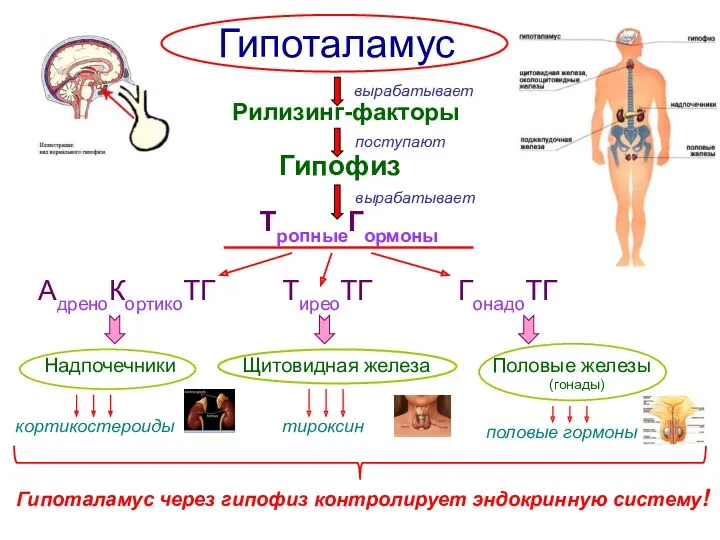 Гипоталамус Гипоталамус через гипофиз контролирует эндокринную систему! половые гормоны тироксин