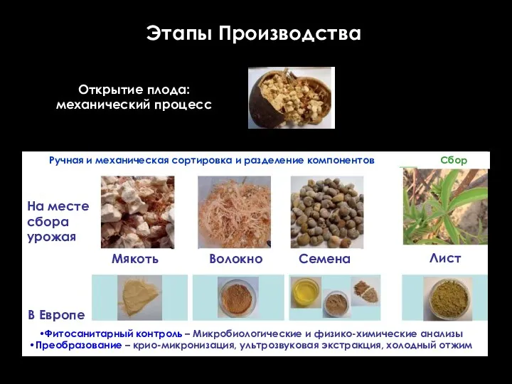 Этапы Производства Открытие плода: механический процесс Лист Волокно Мякоть Семена