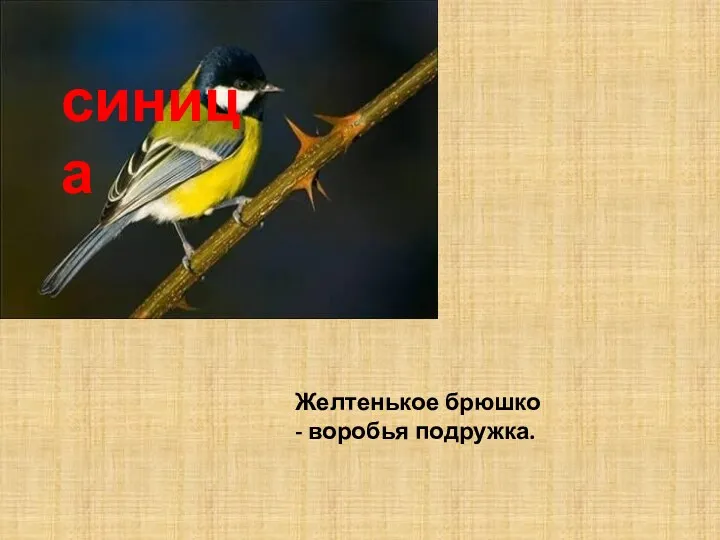 синица Желтенькое брюшко - воробья подружка.