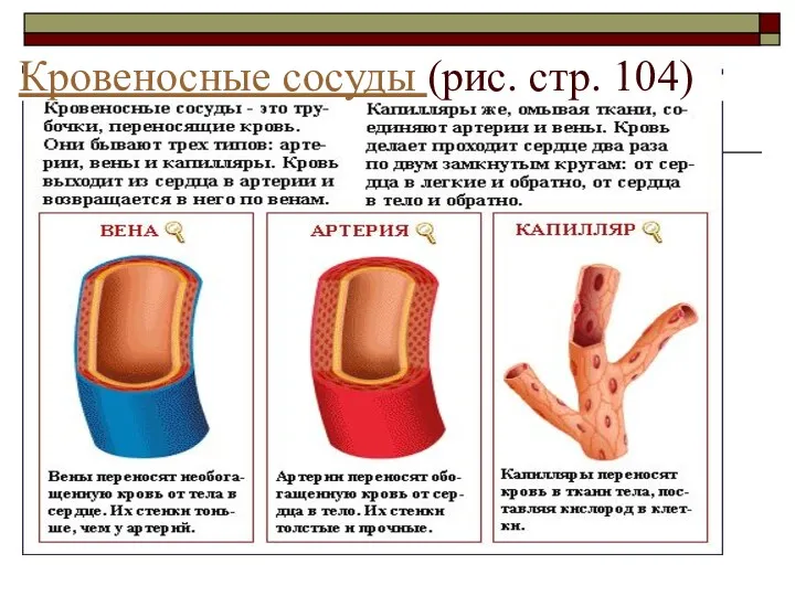 Кровеносные сосуды (рис. стр. 104)