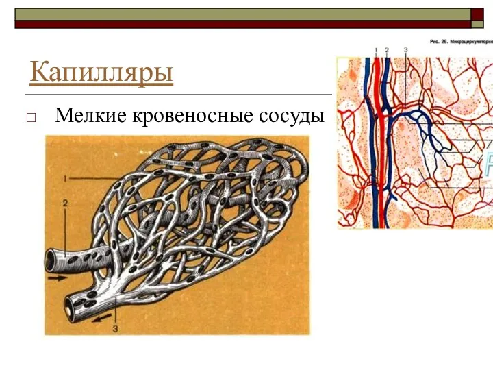 Капилляры Мелкие кровеносные сосуды