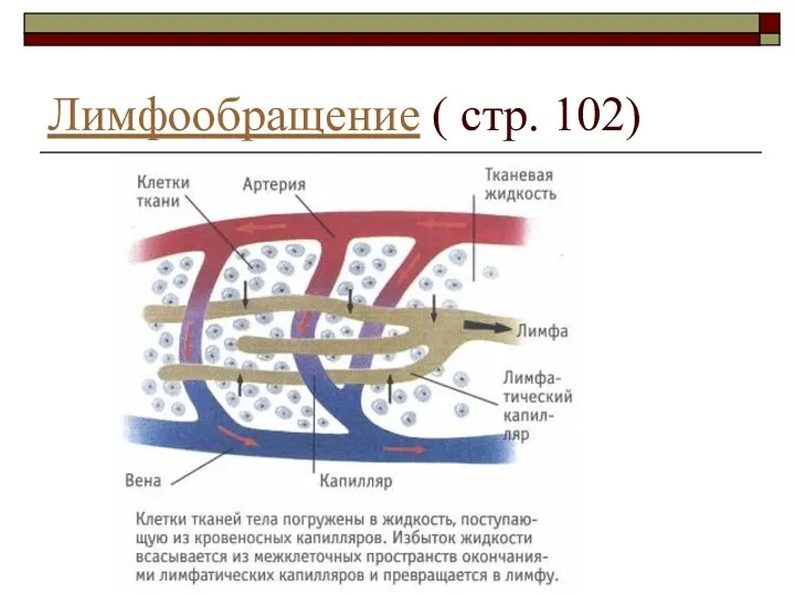 Лимфообращение ( стр. 102)