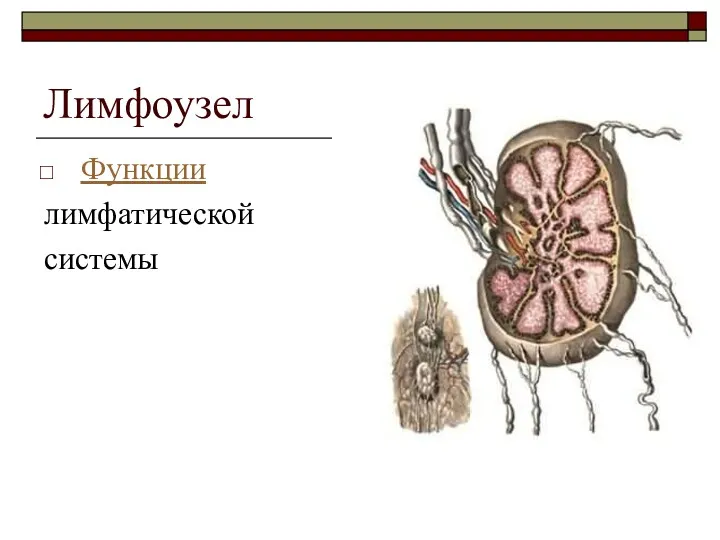 Лимфоузел Функции лимфатической системы