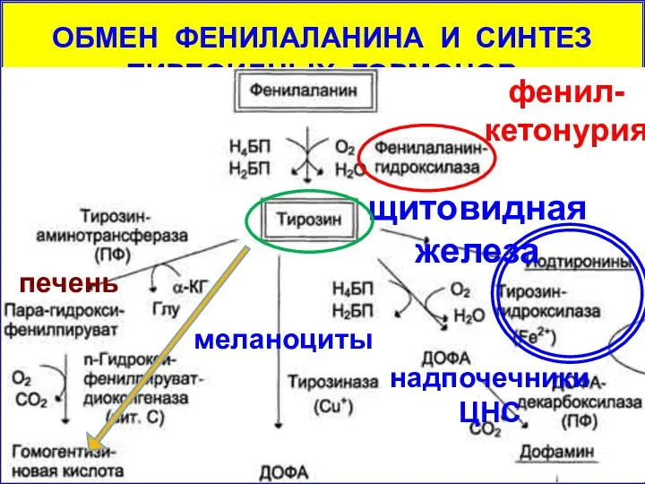 ОБМЕН ФЕНИЛАЛАНИНА И СИНТЕЗ ТИРЕОИДНЫХ ГОРМОНОВ щитовидная железа надпочечники ЦНС меланоциты печень фенил-кетонурия