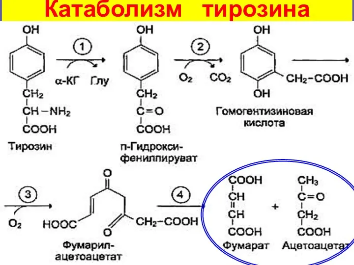 Катаболизм тирозина