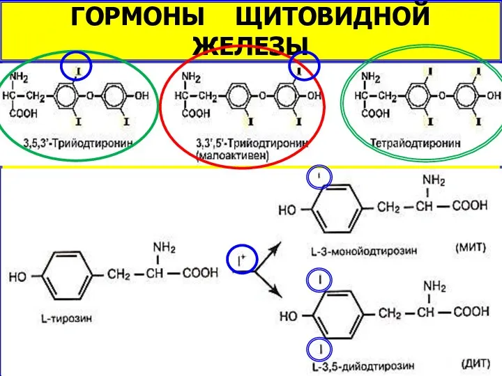 ГОРМОНЫ ЩИТОВИДНОЙ ЖЕЛЕЗЫ