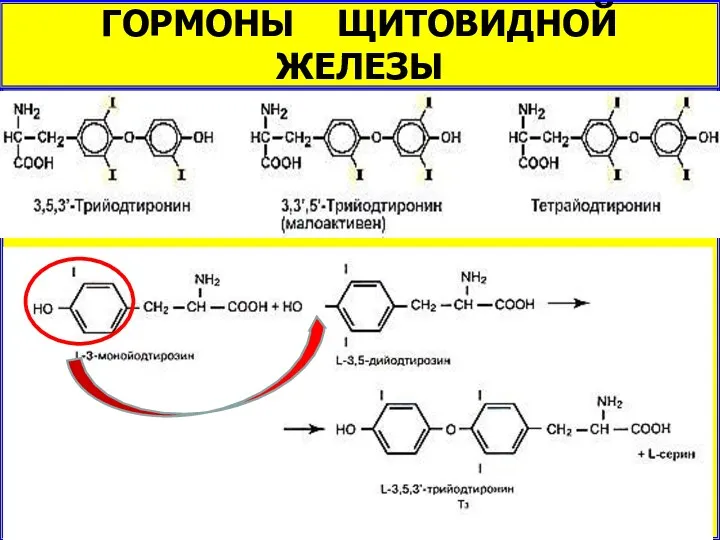 ГОРМОНЫ ЩИТОВИДНОЙ ЖЕЛЕЗЫ