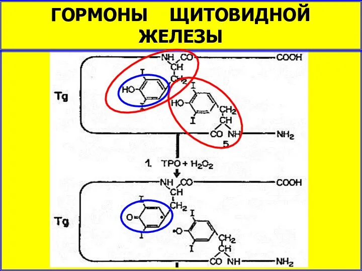 ГОРМОНЫ ЩИТОВИДНОЙ ЖЕЛЕЗЫ