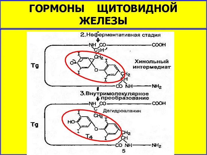 ГОРМОНЫ ЩИТОВИДНОЙ ЖЕЛЕЗЫ