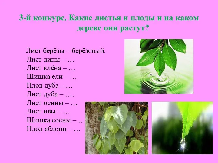 3-й конкурс. Какие листья и плоды и на каком дереве они растут? Лист