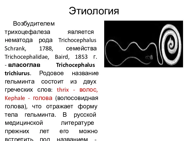 Этиология Возбудителем трихоцефалеза является нематода рода Trichocephalus Schrank, 1788, семейства