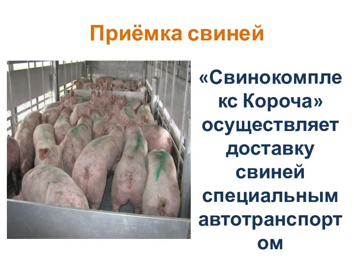 Приёмка свиней «Свинокомплекс Короча» осуществляет доставку свиней специальным автотранспортом