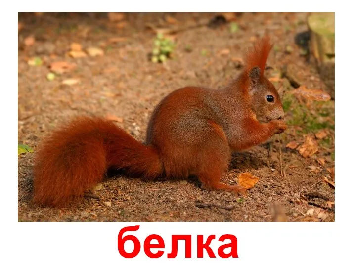 белка