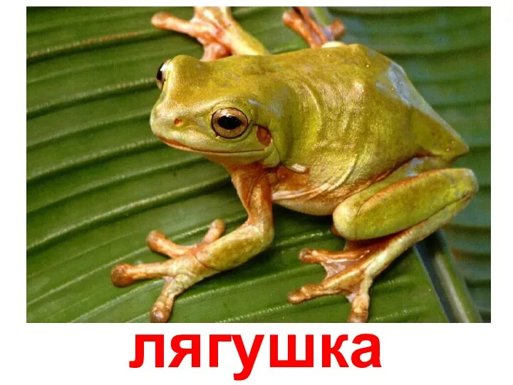 лягушка