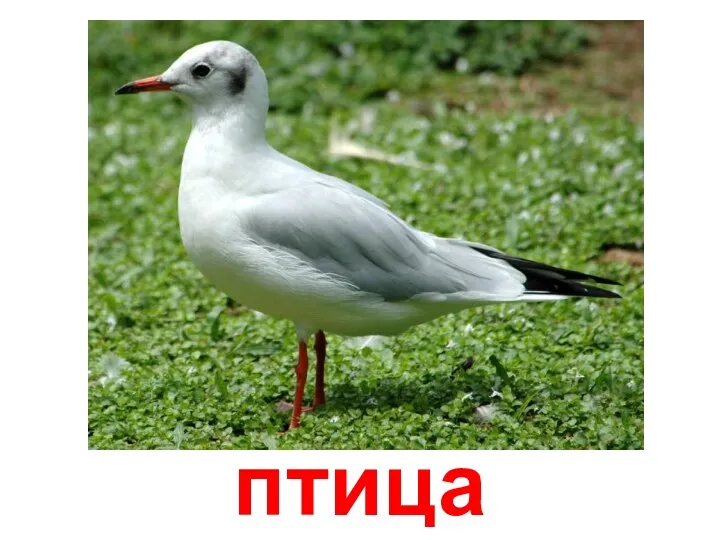 птица