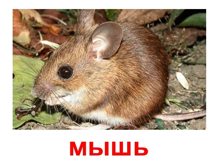 мышь