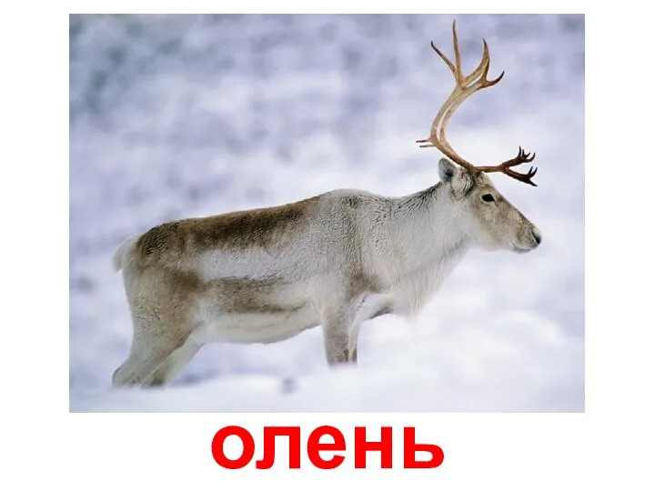 олень