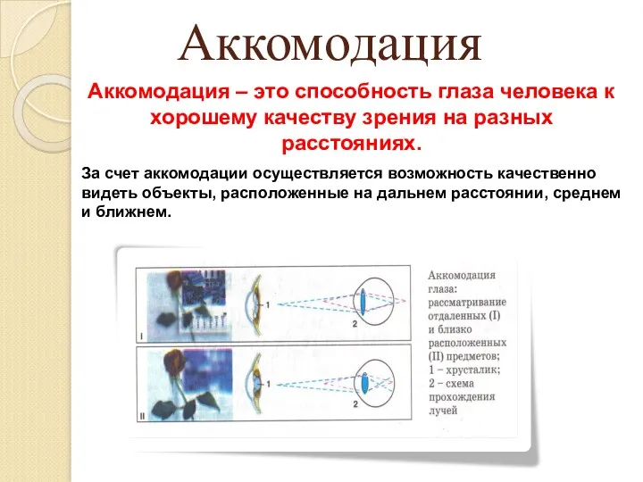 Аккомодация Аккомодация – это способность глаза человека к хорошему качеству