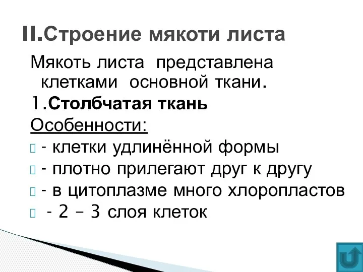 Мякоть листа представлена клетками основной ткани. 1.Столбчатая ткань Особенности: -