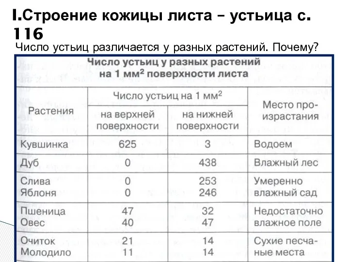 Число устьиц различается у разных растений. Почему? I.Строение кожицы листа – устьица с. 116