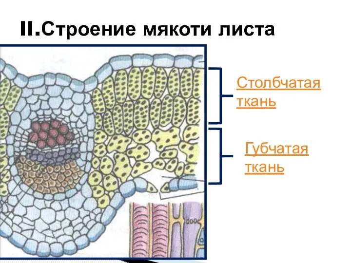 II.Строение мякоти листа Столбчатая ткань Губчатая ткань