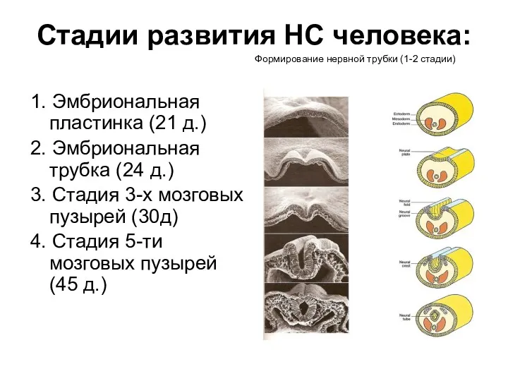 Стадии развития НС человека: 1. Эмбриональная пластинка (21 д.) 2.