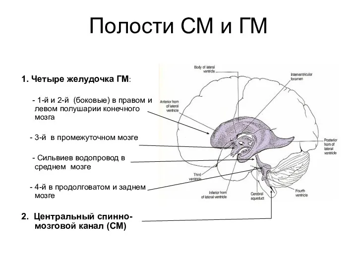 Полости СМ и ГМ 1. Четыре желудочка ГМ: - 1-й