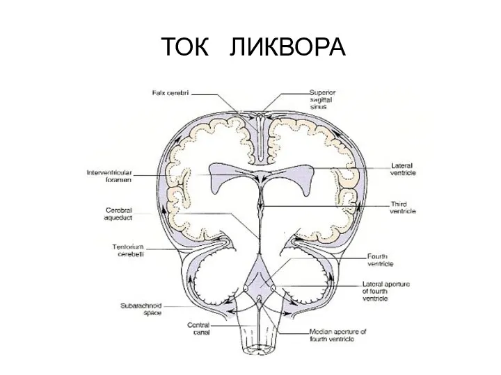 ТОК ЛИКВОРА