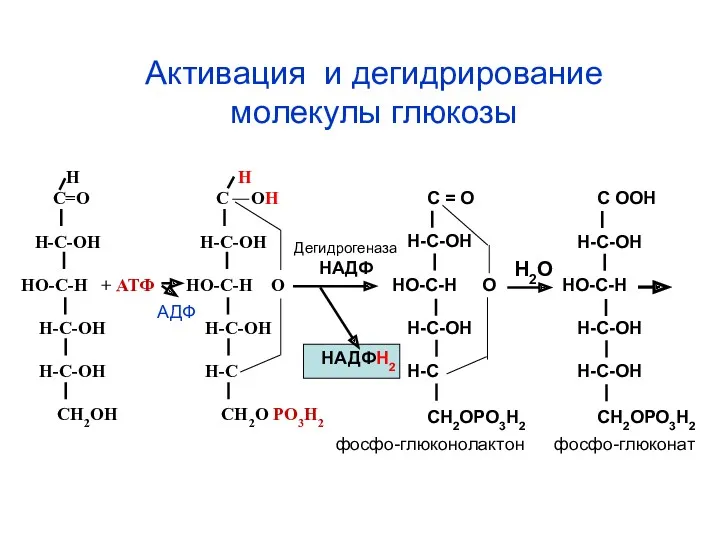 АДФ Н Н С=О С ОН Н-С-ОН Н-С-ОН НО-С-Н +