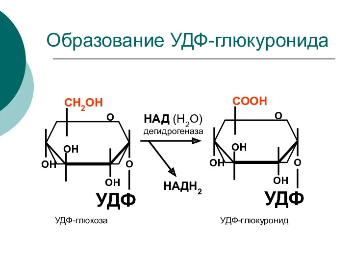 О СООН ОН ОН ОН УДФ Образование УДФ-глюкуронида О О