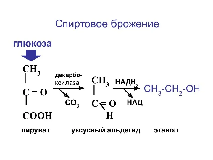 Спиртовое брожение СН3 С = О СООН СН3 С =