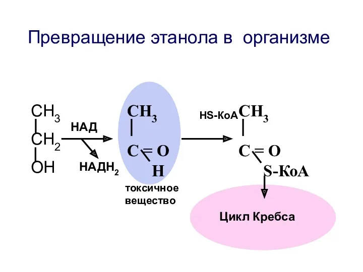 Превращение этанола в организме СН3 СН2 ОН СН3 С =