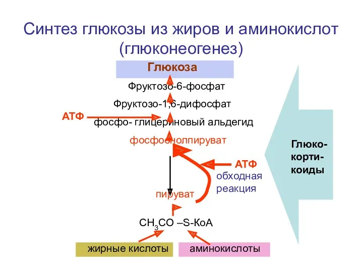 Глюкоза Фруктозо-6-фосфат Фруктозо-1,6-дифосфат фосфо- глицериновый альдегид фосфоенолпируват пируват обходная реакция