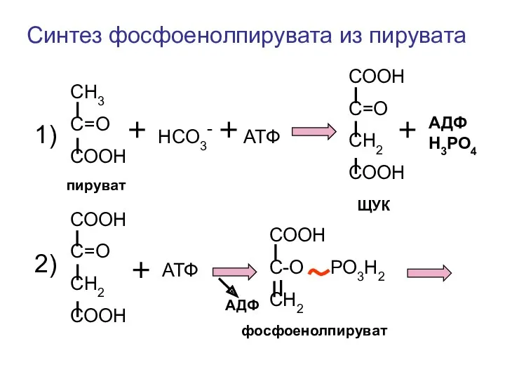 СН3 С=О СООН НСО3- АТФ СООН С=О СН2 СООН СООН