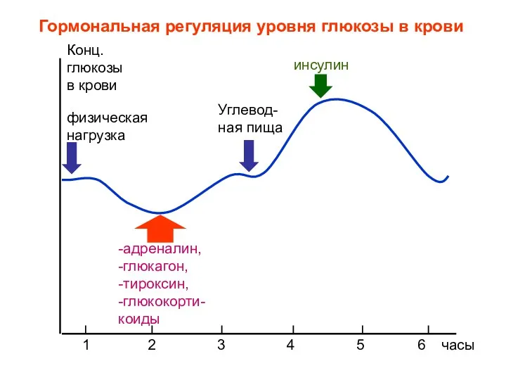 -адреналин, -глюкагон, -тироксин, -глюкокорти- коиды Углевод-ная пища инсулин Конц. глюкозы