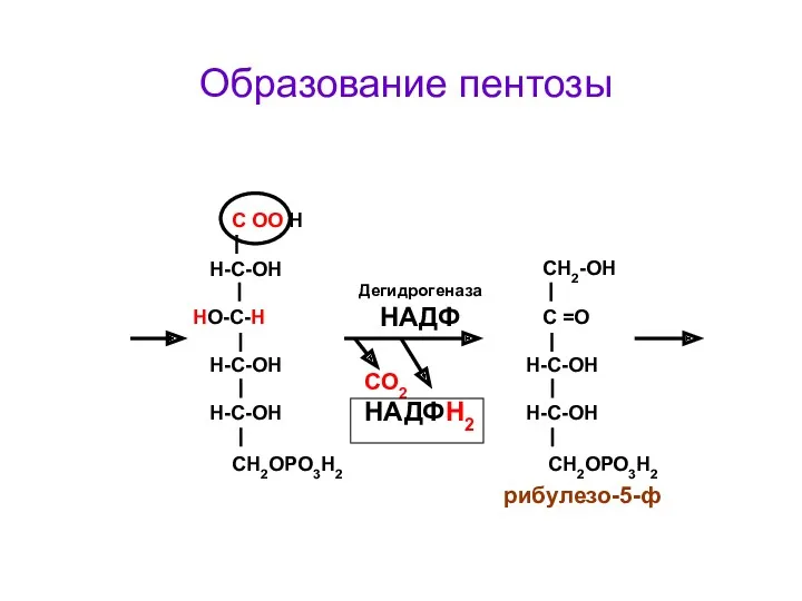 СО2 НАДФН2 С ОО Н Н-С-ОН HO-С-Н Н-С-ОН H-C-ОН СН2ОРО3Н2