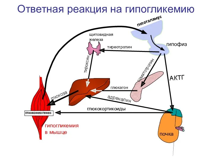 гипоталамус гипофиз щитовидная железа почка АКТГ тиреотропин соматотропин тироксин глюкагон